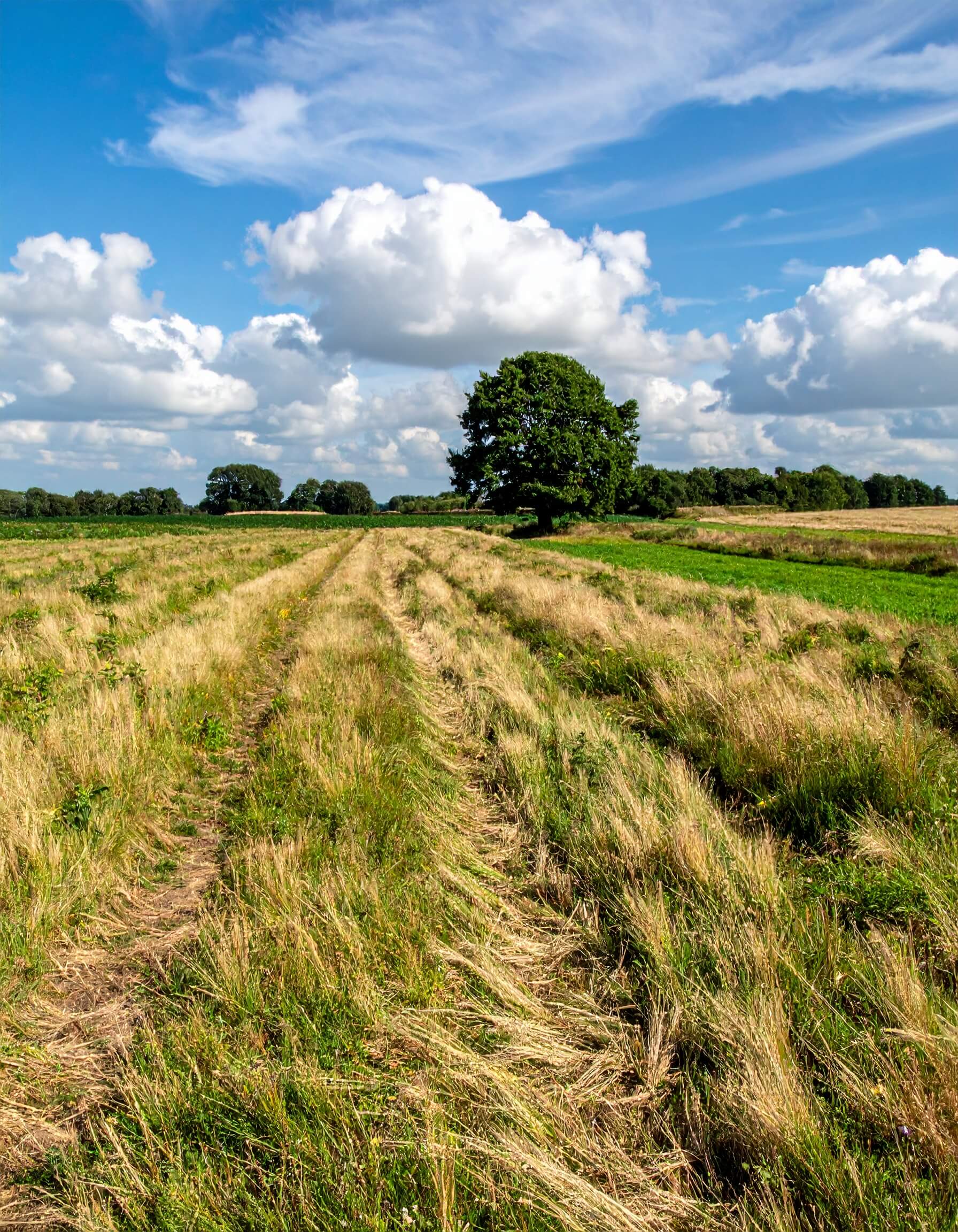 A patch of farmland that was sold through digital marketing for landowners